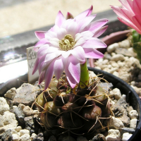 Гімнокаліціум Дамса купить