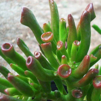 Крассула Gollum купить