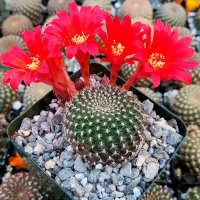 Ребуция купить