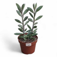 Сенеціо Crassissimus купить