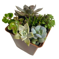 Суккуленты Arrangement купить