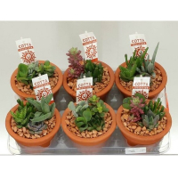 Сукулент мікс купить