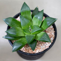 Хавортія De Luxe купить