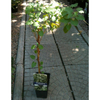 Фаллопия купить