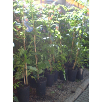 Кампсіс (CAMPSIS) купить