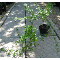 Жасмин голоцветковый купить