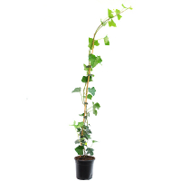 Плющ (Hedera woerner) купить