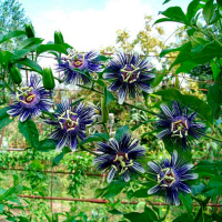 Пассифлора купить