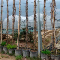 Глициния обильноцветущая белая купить