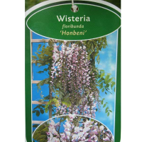 Глициния обильноцветущая микс купить