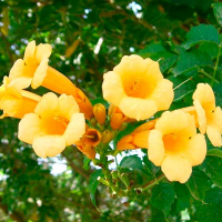 Кампсіс радиканс 