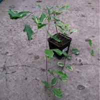 Жимолость пестролистная купить