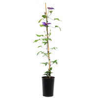 Клематіс (Clematis) купить