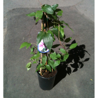 Клематіс (Clematis) купить