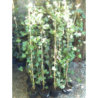 Плющ (Hedera) купить