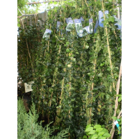 Плющ (Hedera) купить
