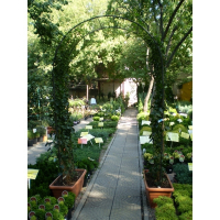 Плющ купить