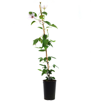 Клематіс (Clematis) купить