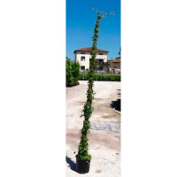 Плющ обыкновенный купить