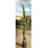 Плющ ірландський helix hibernica купить