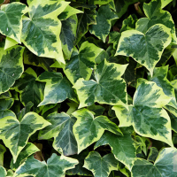 Плющ пестролистный купить