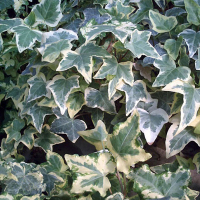 Плющ (Хедера) Хелікс купить