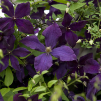 Клематис витицелла купить