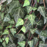 Плющ (Хедера) купить