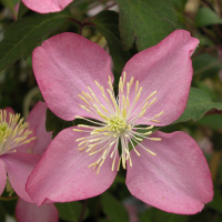 Клематис микс купить