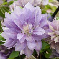 Клематис микс купить