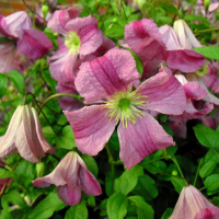 Клематис микс купить