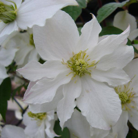 Клематис горный Double Delight купить