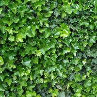 Плющ (Хедера) Хиберника купить