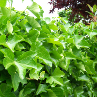 Плющ Хедера Хіберніка купить