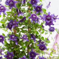 Клематис Kokonoe купить