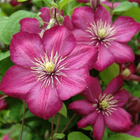 Клематис (Clematis) купить