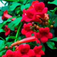 Кампсис радиканс 