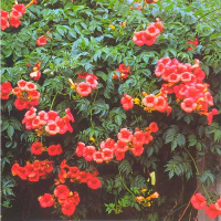 Кампсіс Таглиба 