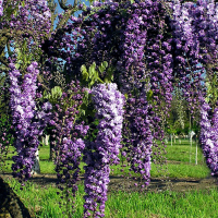 Глициния обильноцветущая микс купить