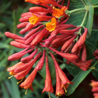 Жимолость микс купить