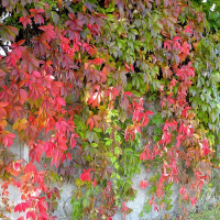 Виноград дівочий тріогострій Віча купить