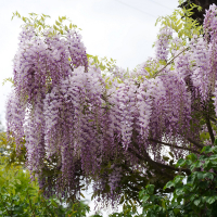Глициния обильноцветущая микс купить