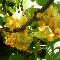 Актинидия китайская купить