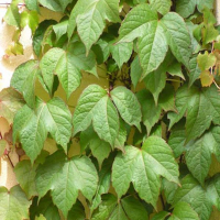 Виноград девичий триостренный Вича купить