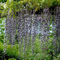 Гліцинія рясно квітуча мікс купить