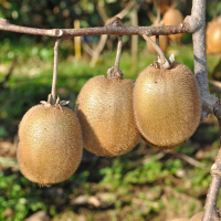 Актинідія делікатесна Голден Ківі купить