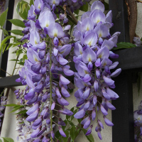 Глициния китайская Пролифик купить