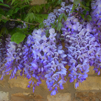 Глициния крупнокистичная Блю Мун купить
