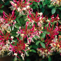 Жимолість мікс купить