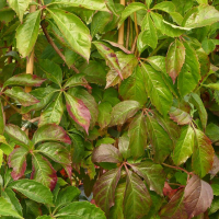 Виноград Энгельмана купить